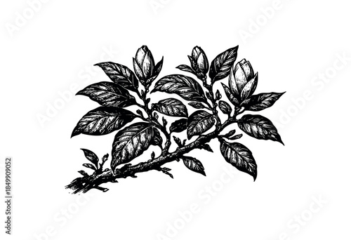 A detailed ink illustration on a white background features a dark, branching stem with several unopened magnolia flower buds and lush leaves, evoking a classic botanical drawing style.