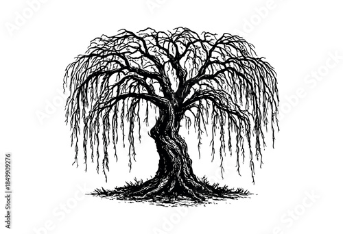 Detailed black and white illustration of a mature weeping willow tree with a gnarled trunk and long, drooping branches against a clean white background, evoking a sense of classic beauty.