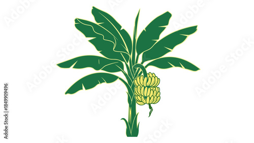 Green Banana Plant with Fruit Cluster.