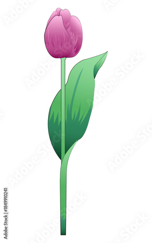 Colored vector tulip with gradient fill isolated on white background