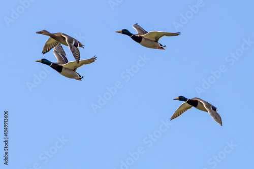 Photography Mallard (Anas platyrhynchos) - Common in wetlands, lakes and rivers across the N