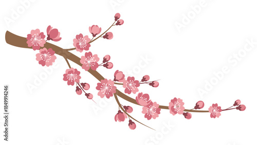 Delicate cherry blossom branch with pink flowers gracefully curves across a clean white background, evoking springtime beauty and renewal.