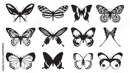 collection of butterflies vector