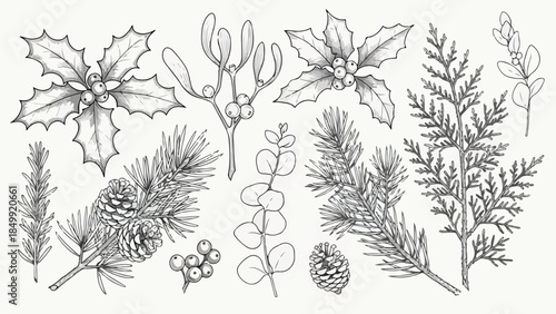 Collection of botanical winter greenery leaves and berries vector sketch