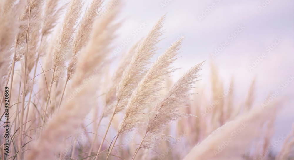 Obraz premium Soft Pampas Grass in Serene Pastel Tones under Gentle Sky Light