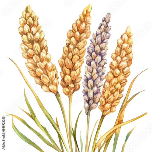 Minimal yet artistic elements for creative designs. EPS format, isolated on a white background, painting design, hand-drawn paint, Simple Illustration, A beautiful painting millet grains