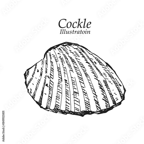 Illustration hand drawn Fresh Cockle (Tegillarca granosa) on white background, outline monochrome ink style for artwork, logo, packaging.