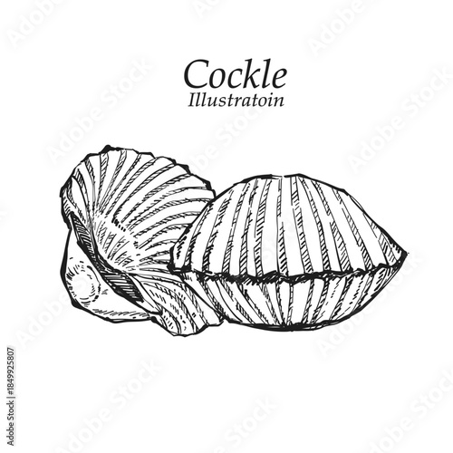 Illustration hand drawn Fresh Cockle (Tegillarca granosa) on white background, outline monochrome ink style for artwork, logo, packaging.