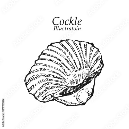 Illustration hand drawn Fresh Cockle (Tegillarca granosa) on white background, outline monochrome ink style for artwork, logo, packaging.
