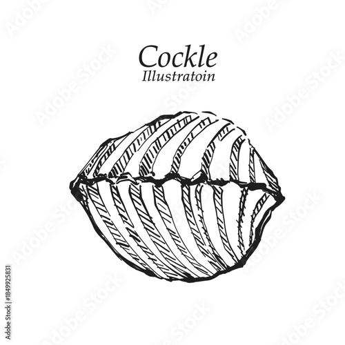 Illustration hand drawn Fresh Cockle (Tegillarca granosa) on white background, outline monochrome ink style for artwork, logo, packaging.