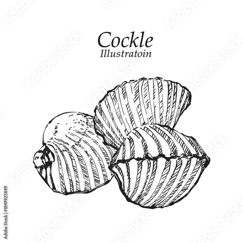 Illustration hand drawn Fresh Cockle (Tegillarca granosa) on white background, outline monochrome ink style for artwork, logo, packaging.