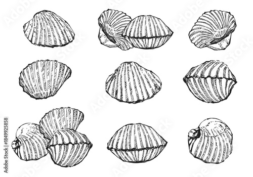 Illustration hand drawn Set Fresh Cockle (Tegillarca granosa) on white background, outline monochrome ink style for artwork, logo, packaging.