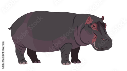 Hippopotamus Standing Profile View Illustration.