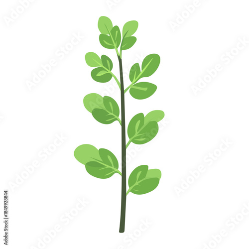 An Imaginary 2D flat icon licorice plant, modern element in vector and EPS format, clean vector, isolated on a white background, An Icon clipart set