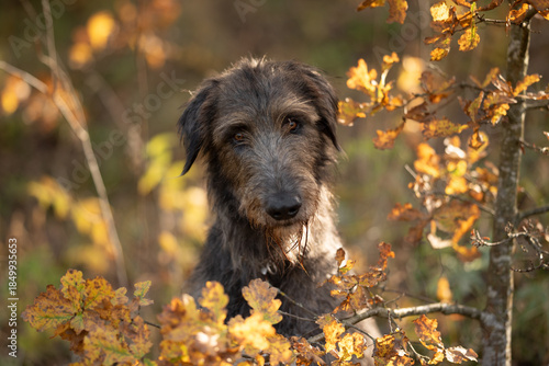 Wallpaper Mural An Irish Wolfhound dog stands amongst trees with orange leaves. The sunlight illuminates the area as the dog looks directly at the viewer during daytime Torontodigital.ca
