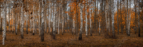 Autumn birch rural park. Branchy trees with orange foliage. Beautiful golden autumn. Vibrant colors of October. Panoramic stock photo in 15:5 format