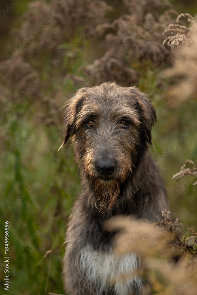 Fototapeta premium An Irish Wolfhound dog stands in a field of dried plants. The dog looks directly at the viewer with a serious expression, its coat blending with the neutral background