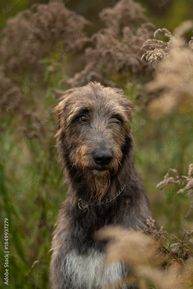 Fototapeta premium An Irish Wolfhound dog stands in a grassy field surrounded by tall grass and weeds. The large dog wears a simple chain collar. The weather appears to be overcast
