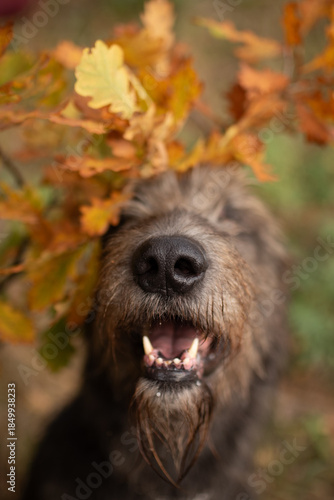 Wallpaper Mural An Irish Wolfhound dog looks up with its mouth open. Orange and yellow autumn leaves surround its head as it stands in a forest during the daytime Torontodigital.ca