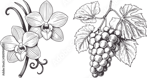 Black and white line of orchid flowers and grape cluster