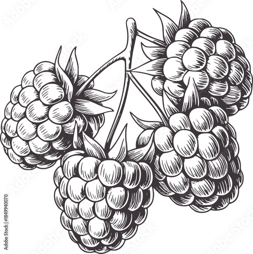 Black and white line of raspberries with leaves and stems