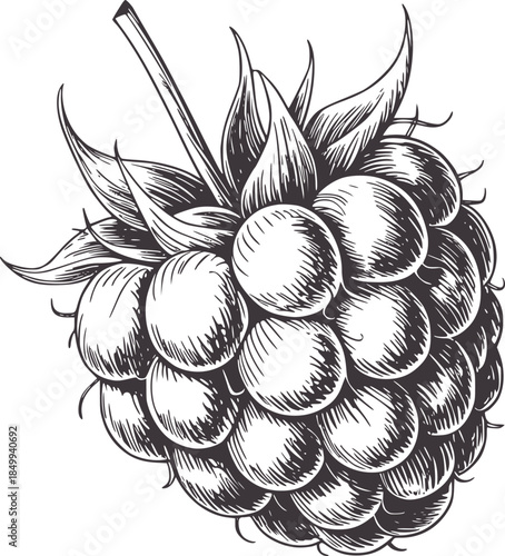 Cluster of black raspberries with leaves and stem in monochrome line