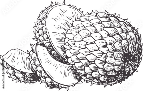 Detailed black and white line of a spiky salak fruit partially peeled