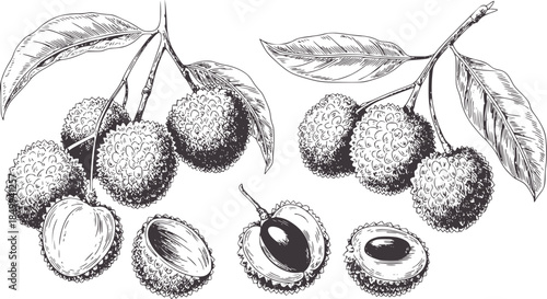 Detailed black and white line of lychee fruits with leaves and seeds