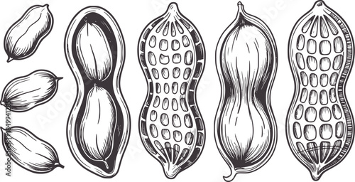 Detailed black and white line of peanut pods and seeds