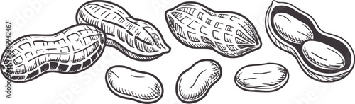 Peanuts in shells and unshelled black and white line