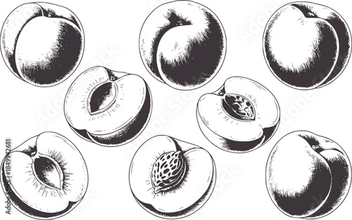 Seven peaches whole and halved with pits in monochrome line