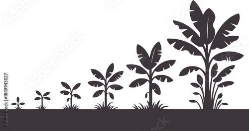 Stages of banana plant growth in monochrome silhouette style