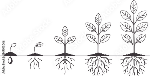 Stages of plant growth from seed to plant sprout
