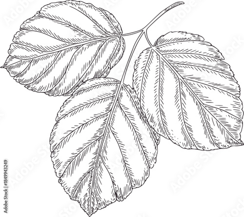 Three detailed birch leaves line with stems leaf veins