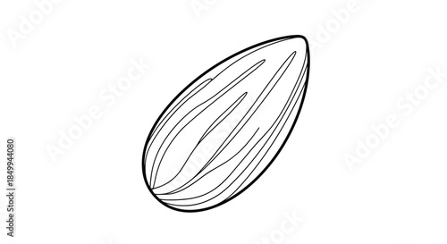 Single almond nut illustration with detailed lines showing the texture of the shell in a clean and simple line art style.