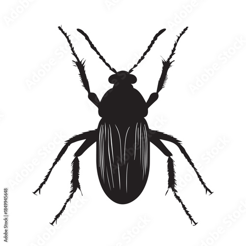 black beetle isolated on white background
