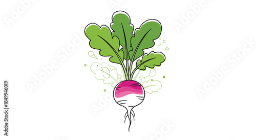 Hand-drawn style illustration of a purple and white radish with large green leaves on a clean white background for food design.