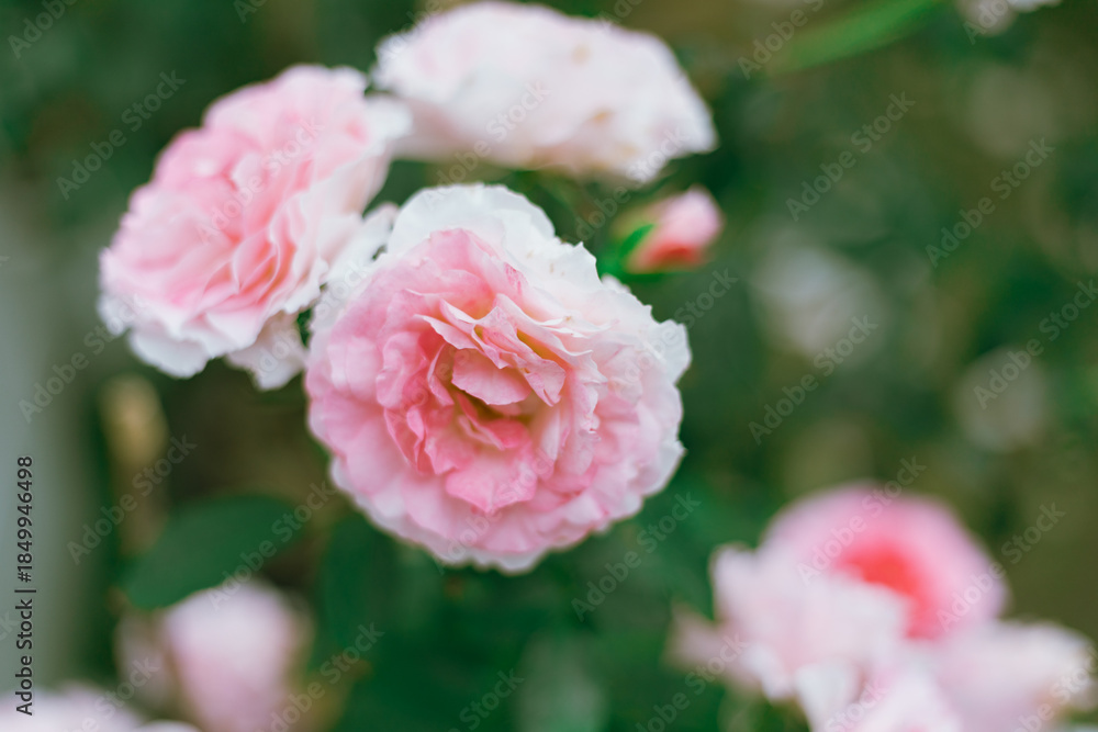 Obraz premium Flower Rose in garden, winter