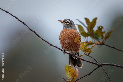 An American Robin perches in a Crabapple Tree loaded with red apples on a rainy autumn day.

