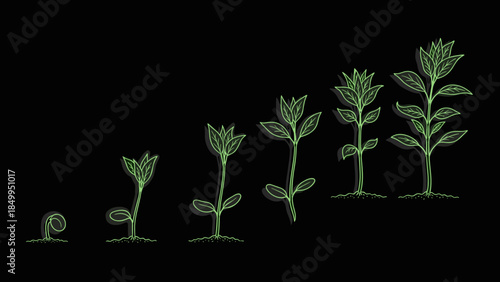 Plant Growth Stages from Seedling to Maturity 1.