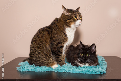 Adult gray cat and a small black kitten