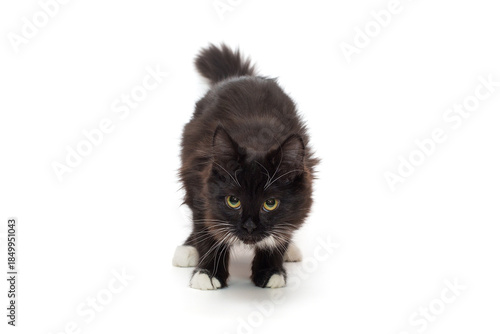 Playful black kitten