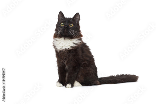 Portrait of a beautiful black  kitten