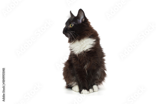 Portrait of a beautiful black teenage kitten