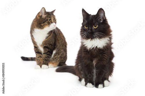 Young black kitten and adult gray cat