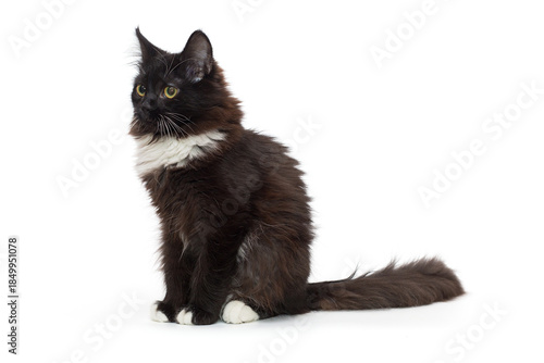 Small black kitten sits sideways