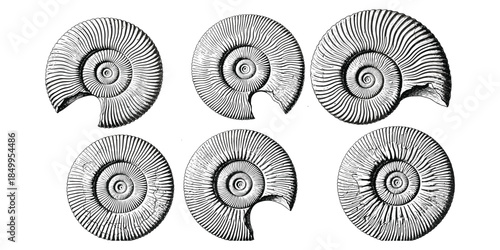 Ammonite fossil icon set, prehistoric shell sketch, paleontology symbols, geological specimen drawing, black and white, flat vector illustration