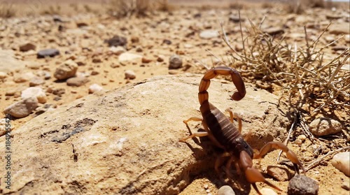 Desert dangerous venomous Scorpion  wildlife creature arid habitat extreme environment survival adaptation nature biodiversity predator ecosystem middle east fauna educational biology zoology