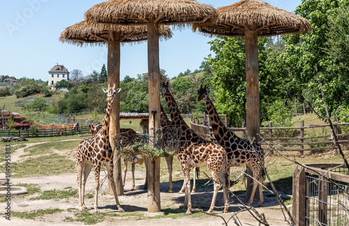 Nubian Giraffes stand and eat near the feeding trough in their enclosure on territory of Prague Zoo in Czech Republic
