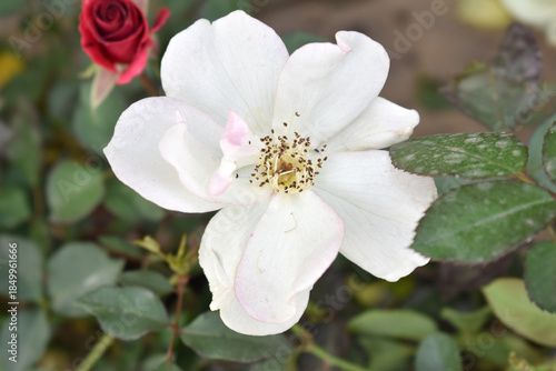 Beautiful white rose flower closeup in garden, A very beautiful white rose flower bloomed on the rose tree, Rose flower closeup, bloom flowers, Natural spring flower, Natural floral background,